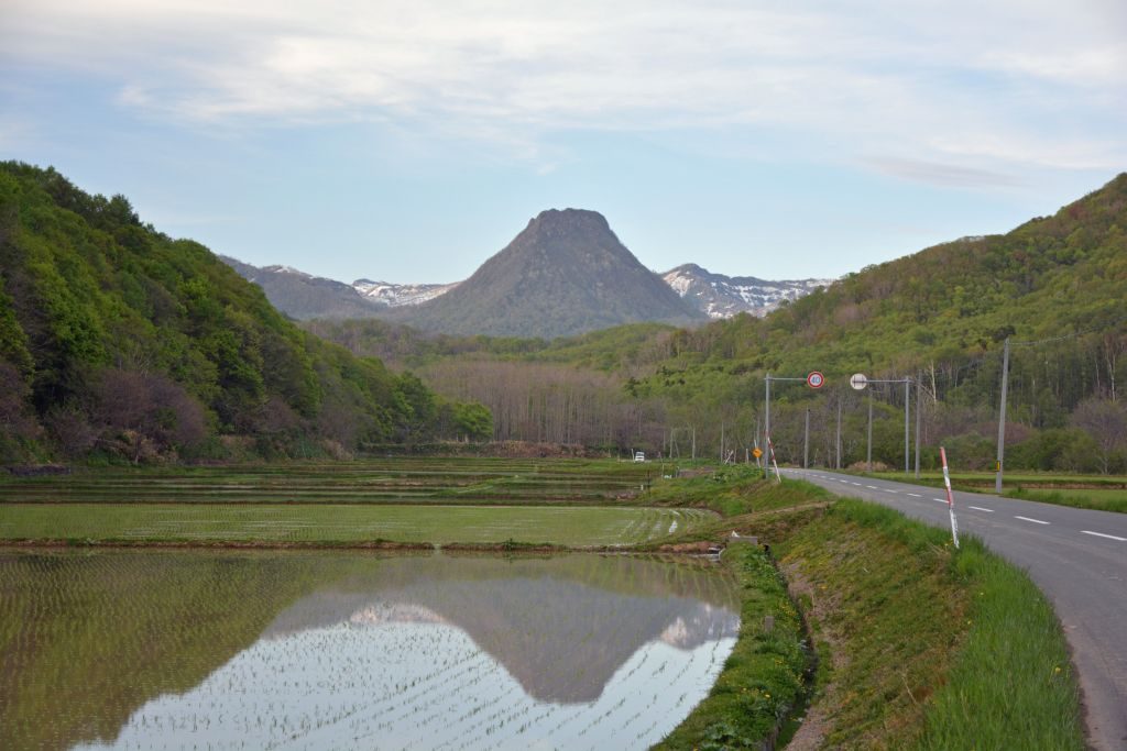 黄金山と水田