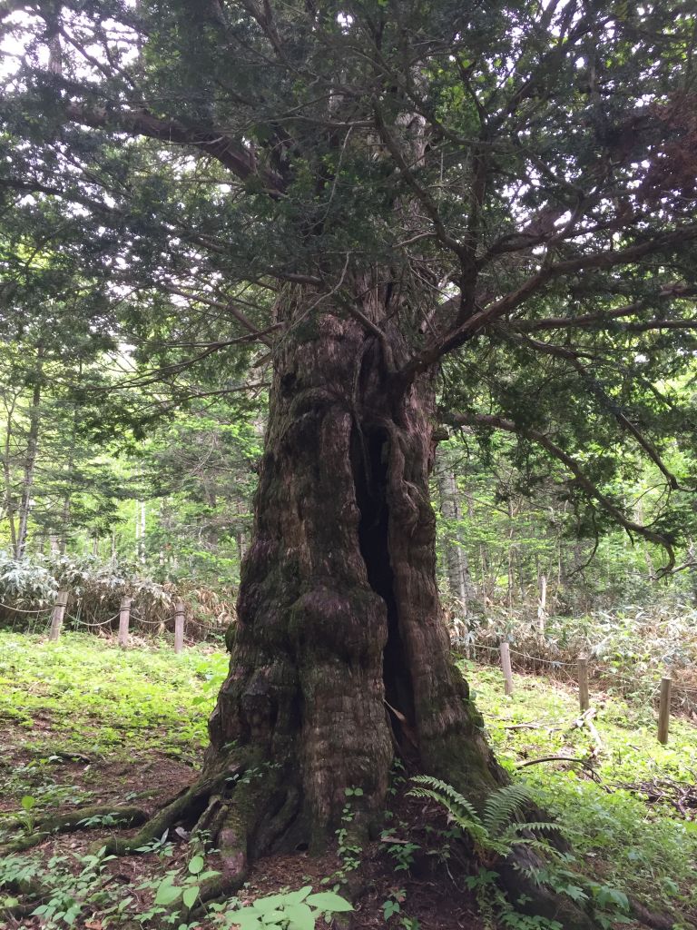 見応え十分です「黄金山のイチイ」