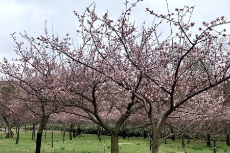 桜と梅が咲きました！